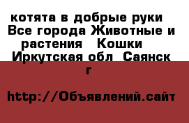 котята в добрые руки - Все города Животные и растения » Кошки   . Иркутская обл.,Саянск г.